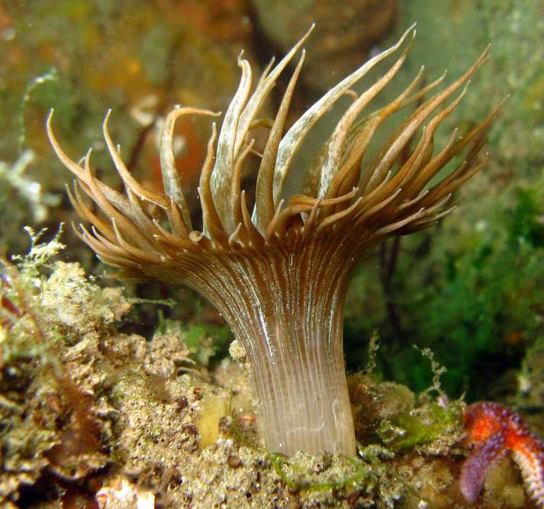 Представитель Семейства Aiptasiidae